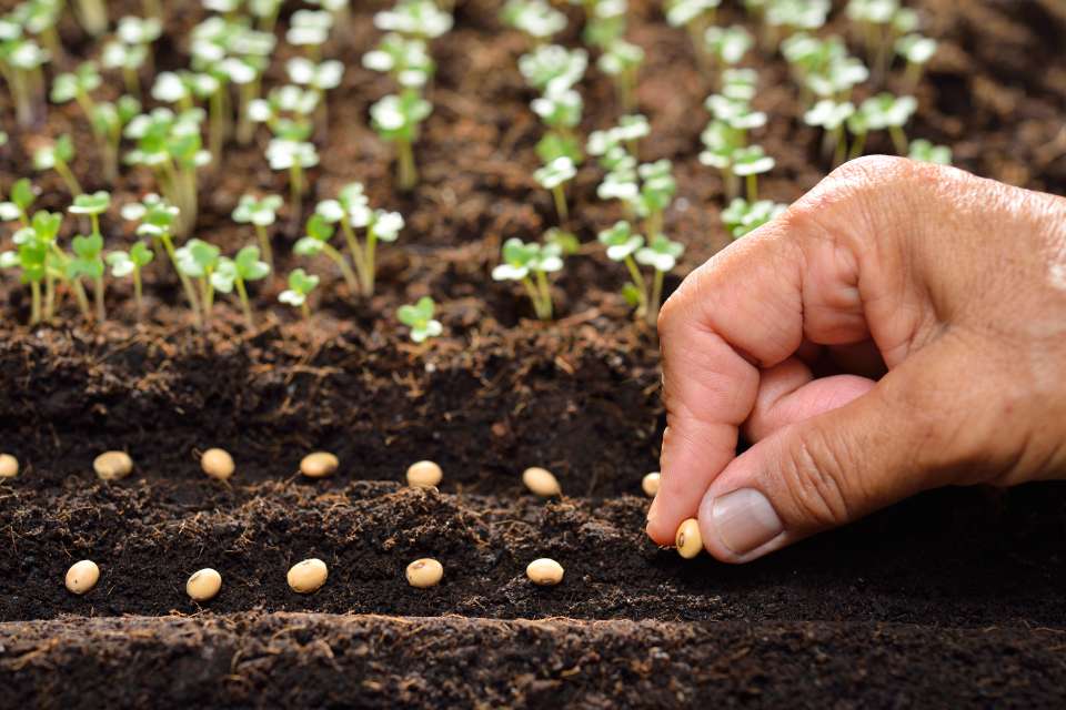 Person planting a seed in the ground