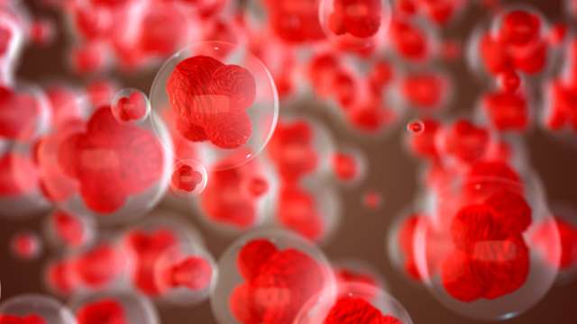 Cluster of embryonic (pluripotent) stem cells