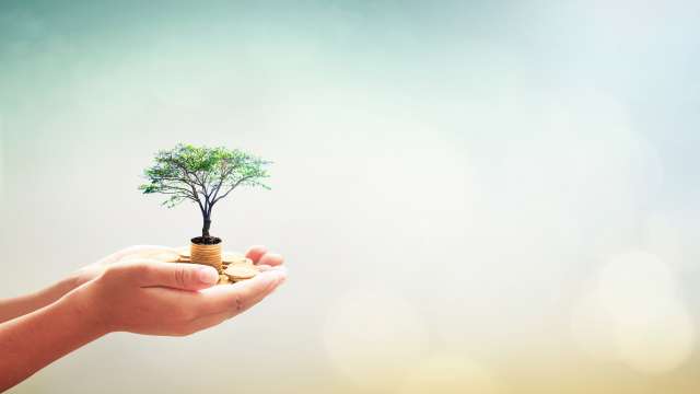 Hand holding a small plant