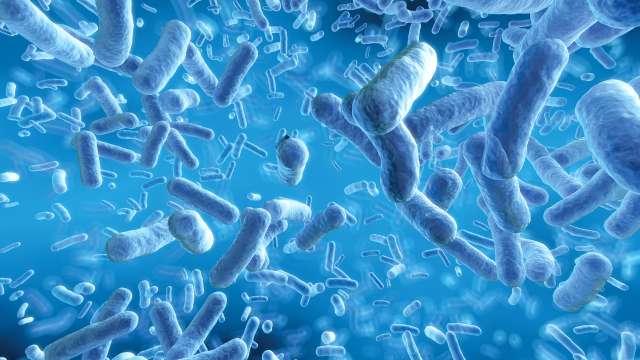 A photo of the microbiome