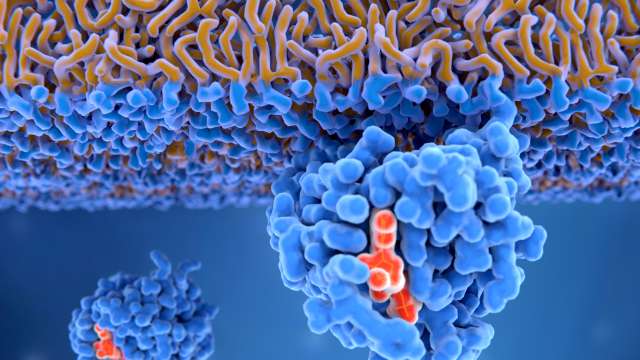 Activate RAS protein attached to cancer cell