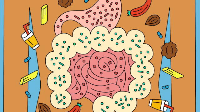 Illustration of human organs showing stomach and intestines. New York Times publication titled "Gut Myths."