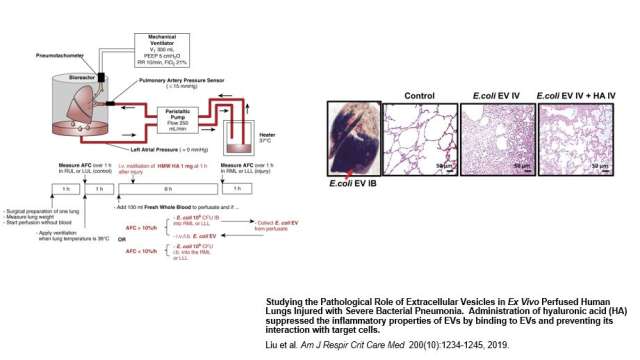 A medical diagram of an organ-on-a-chip device and a series of microscopic images showing lung tissue.