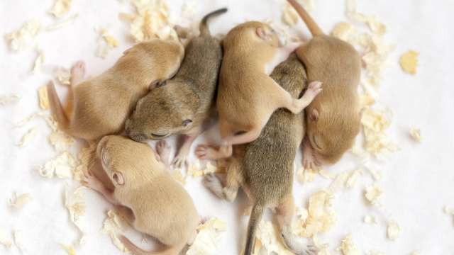 Newborn Mice
