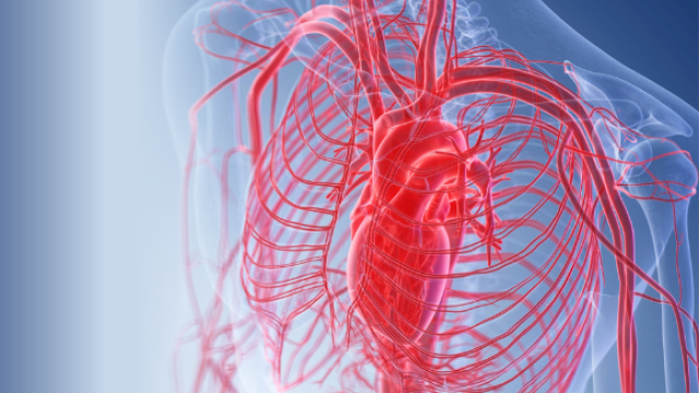 Graphic showing heart and surrounding structures