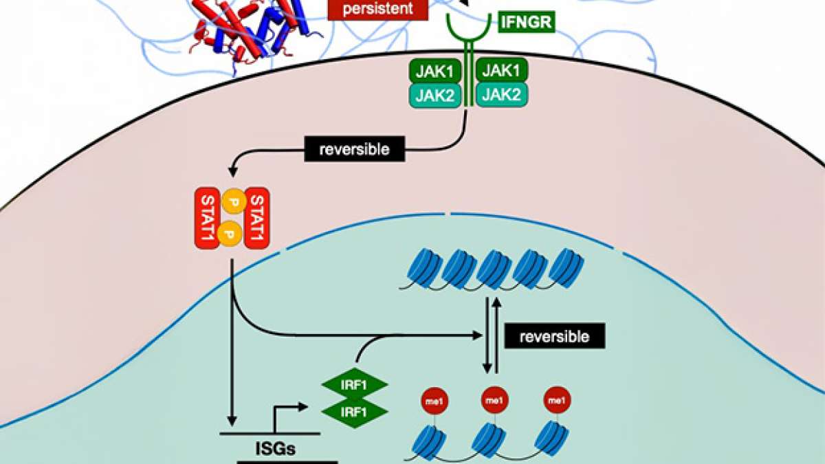 Macrophage immune cells need constant reminders to retain memories