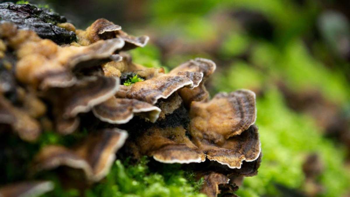 Turkey tail mushrooms act as nonspecific immune modulators UCLA Health