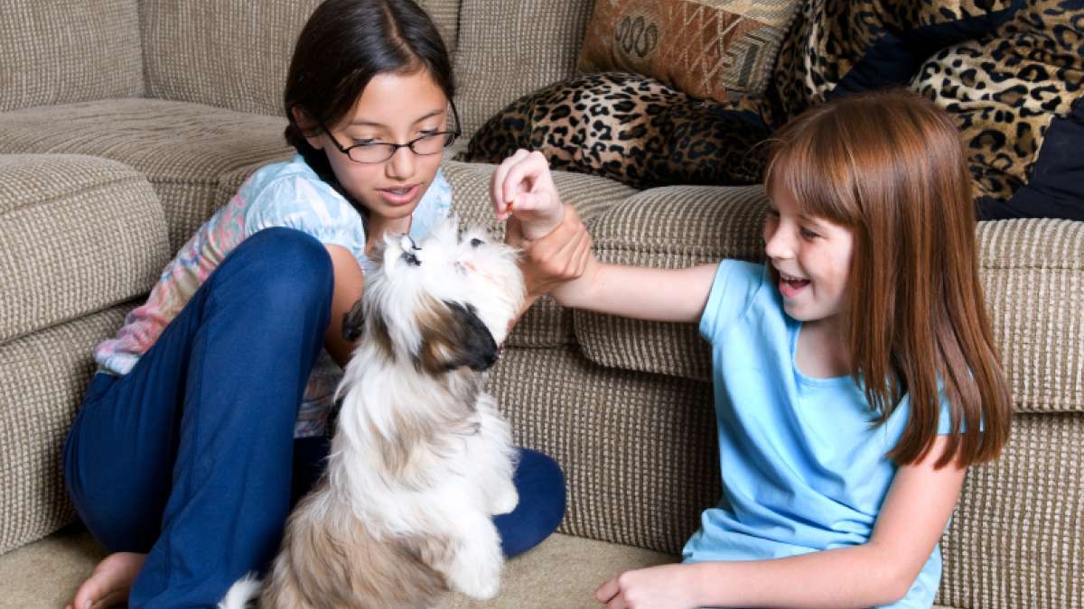 Can You Pick Up A Virus From A Dog