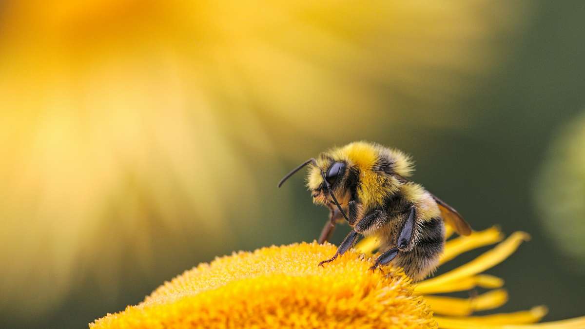 Research expands on using bee venom to treat cancer