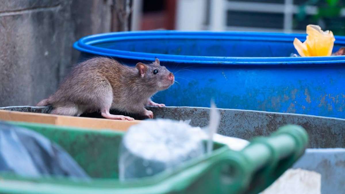 Rat bite fever usually effectively treated by antibiotics | UCLA Health