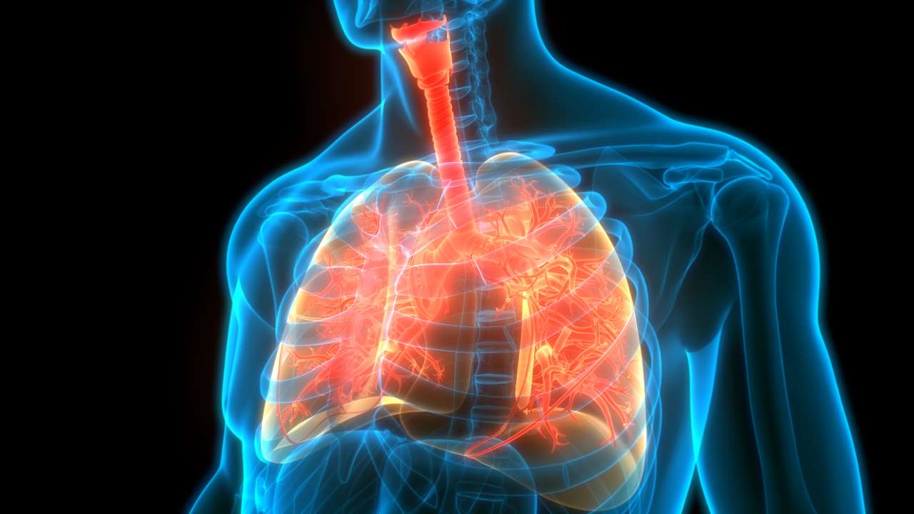 lungs