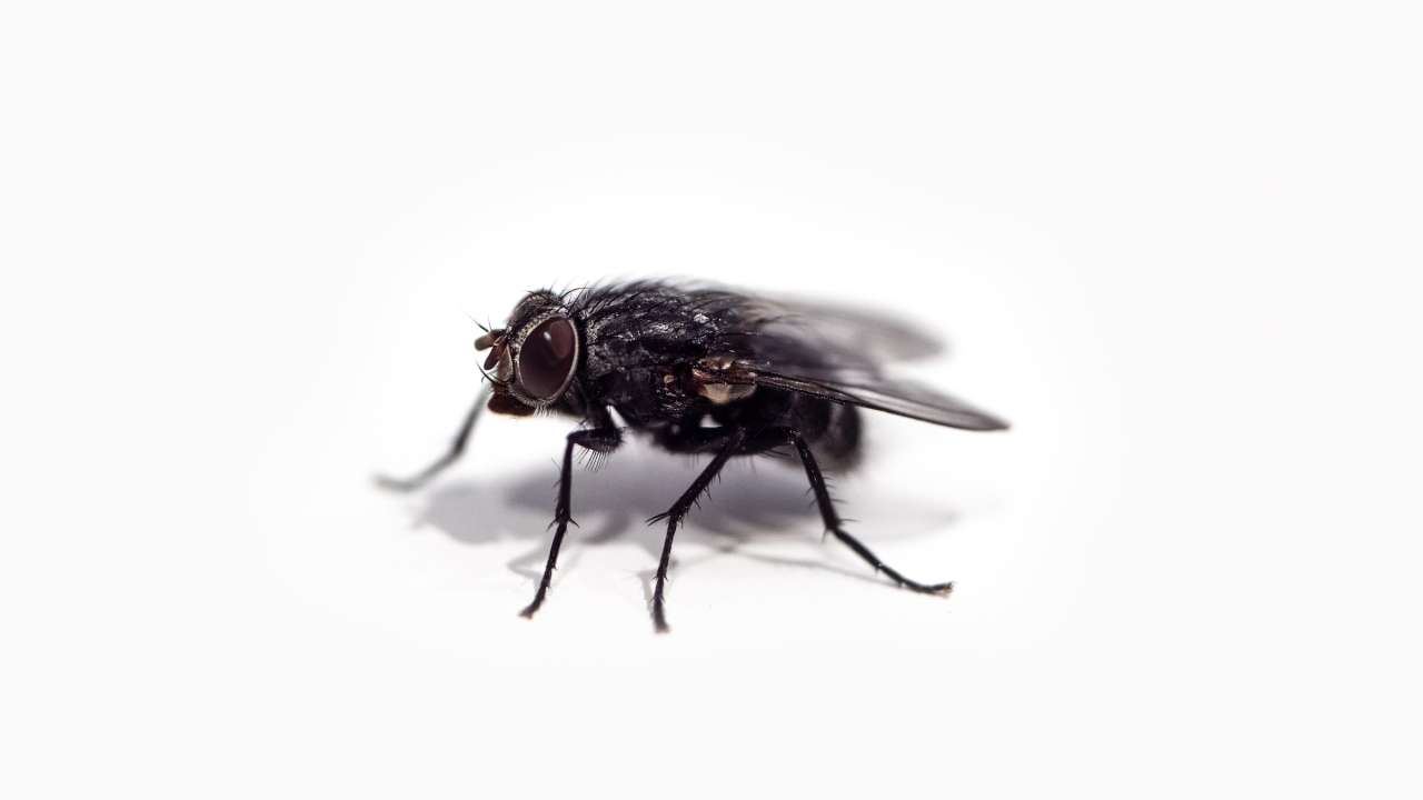 Fly transmitting diseases