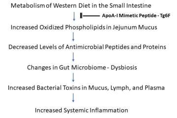 A schematic representation of how the metabolism of a Western diet in the jejunum of mice could lead to systemic inflammation.