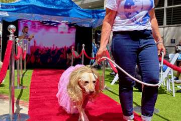 PAC animals got the red carpet treatment for the Taylor Swift fashion show.