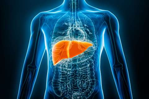 An illustration showing the liver in the body.