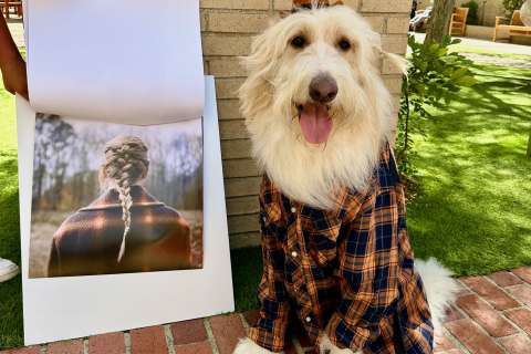 People-Animal Connection (PAC) animal dressed up for the Taylor Swift fashion show.