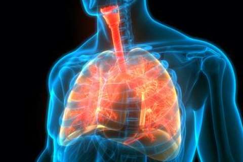 Lungs