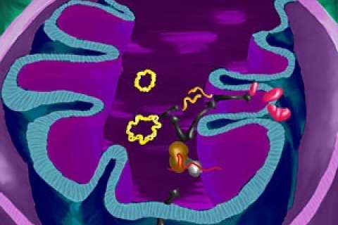 Illlustration of mitochondriai