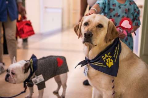 Two leashed dogs in a hallway, Labrador with blue bandana and small dog in sweater