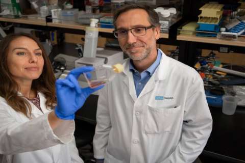 Dr. Antoni Ribas and researcher examining a sample in the lab