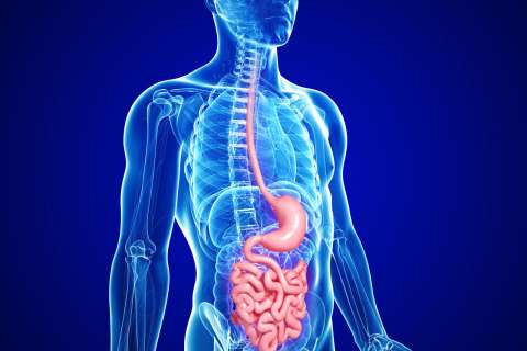 Human small intestine and stomach anatomy