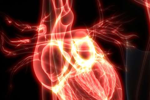 3D Illustration of Human Heart Anatomy