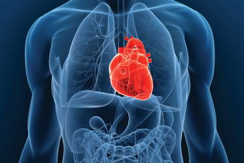 Heart Illustration