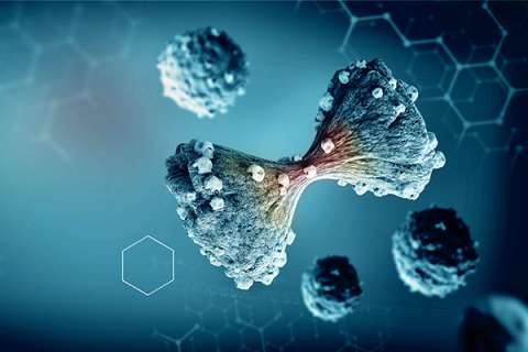 Pancreatic cancer cells dividing