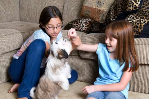 Trained dog