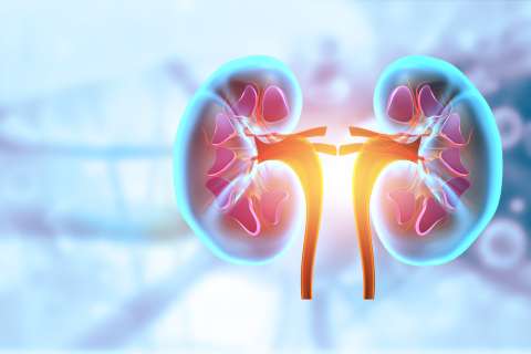 3D digital illustration of a kidney