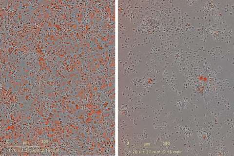 Side-by-side microscope panels showing scattered reds spots on a gray background