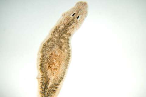 How our sex chromosomes may have emerged in evolution | UCLA Health