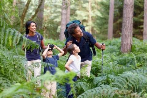 A family explores a lush green forest, enjoying nature together.