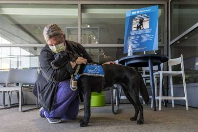 Adina Bodolay, in scrubs and a mask, kneels to pet Isha, a large black therapy dog wearing a blue harness, outdoors next to a table with a sign.