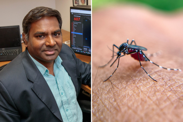 Split image: on the left, headshot of Vaithi Arumugaswami; on the right: a close-up of a mosquito feeding on human skin