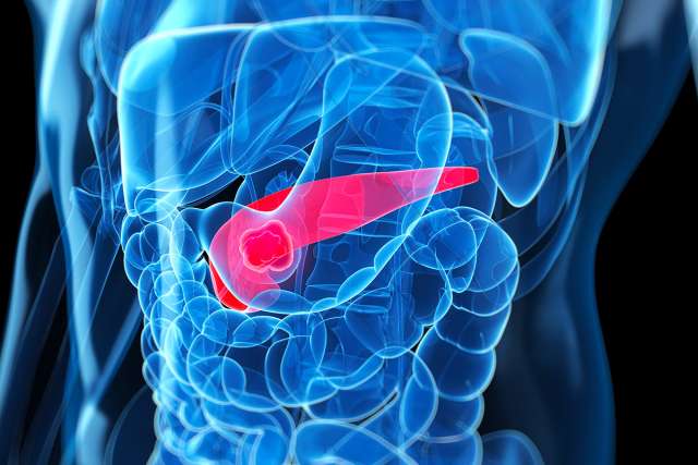 Pancreas illustration