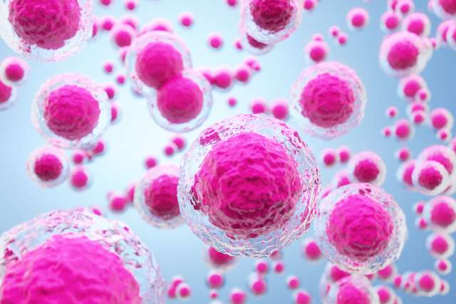 Cluster of stem cells