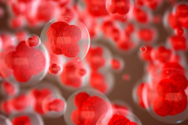 Cluster of embryonic (pluripotent) stem cells