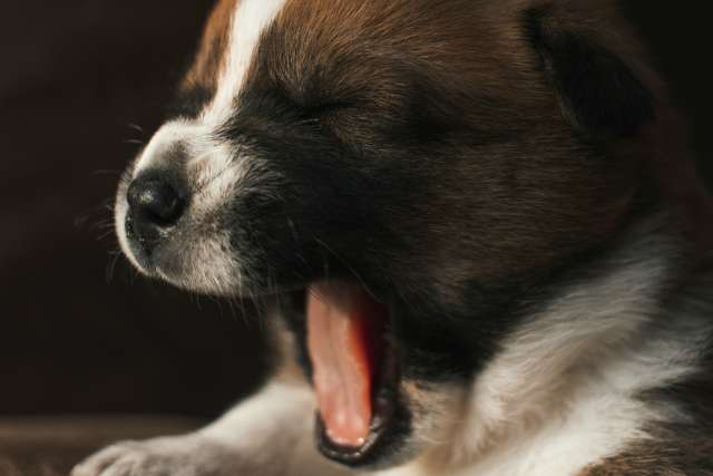Yawns are contagious