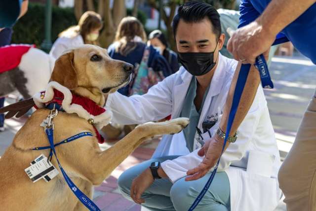 Dog in Santa collar shakes paw with masked veterinarian