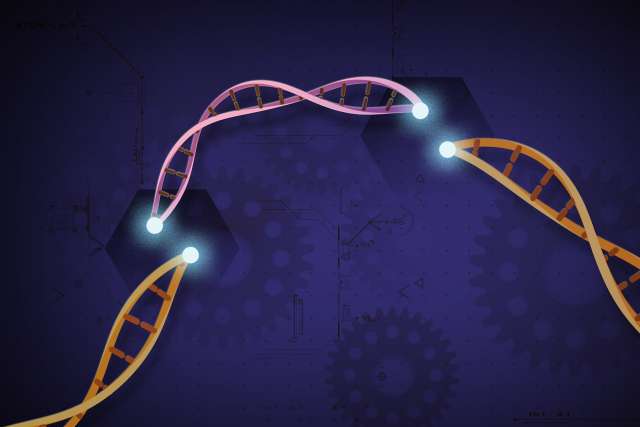 Illustration of how CRISPR-Cas9 lets scientists cut and insert small pieces of DNA at precise areas along a DNA strand. 
