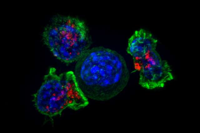 Killer T cells surround a cancer cell 