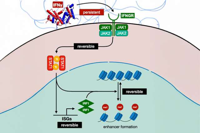 Macrophage immune cells need constant reminders to retain memories