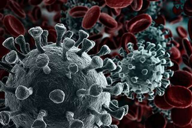 Microscopic view of the coronavirus surrounded by red blood cells.