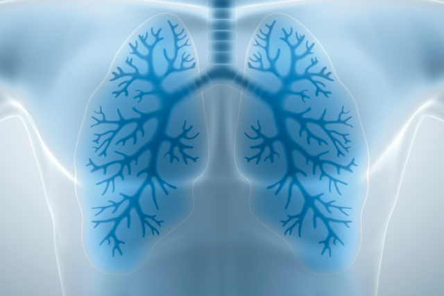 A computer-generated, light blue diagram of the human respiratory system, showing the lungs and bronchial tubes within the chest cavity.