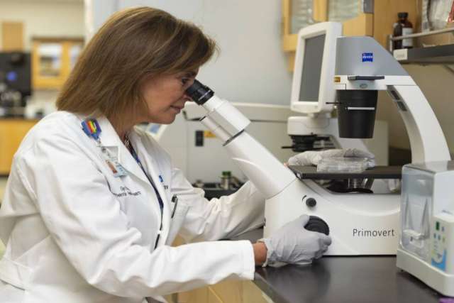 Person in a lab coat using a Zeiss Primovent inverted microscope on a countertop in a laboratory setting.