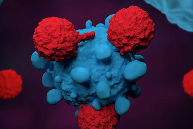  A 3D medical illustration of a large blue cell, likely a cancer cell, being attacked by smaller, red cytotoxic T lymphocytes or natural killer cells.