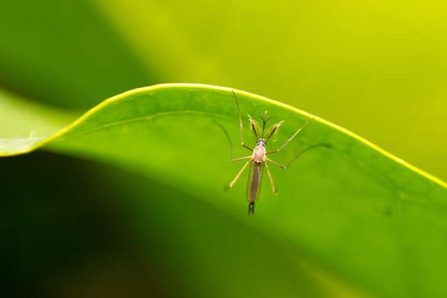 Mosquito-borne illnesses