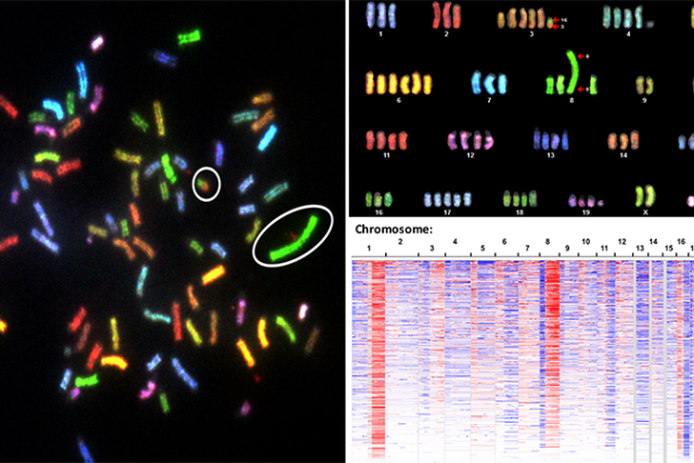 Color-coded diagram showing genomically unstable cancer cells, with chromosomes labeled and heatmaps indicating genetic abnormalities.