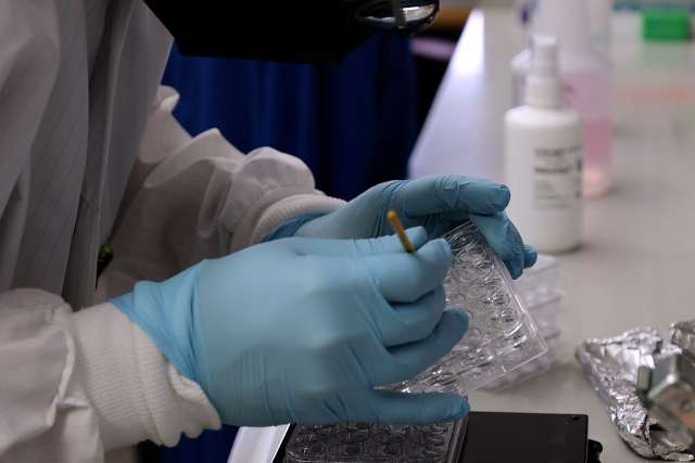 Lab members hands handling a dish